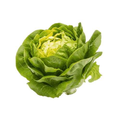 Sałata